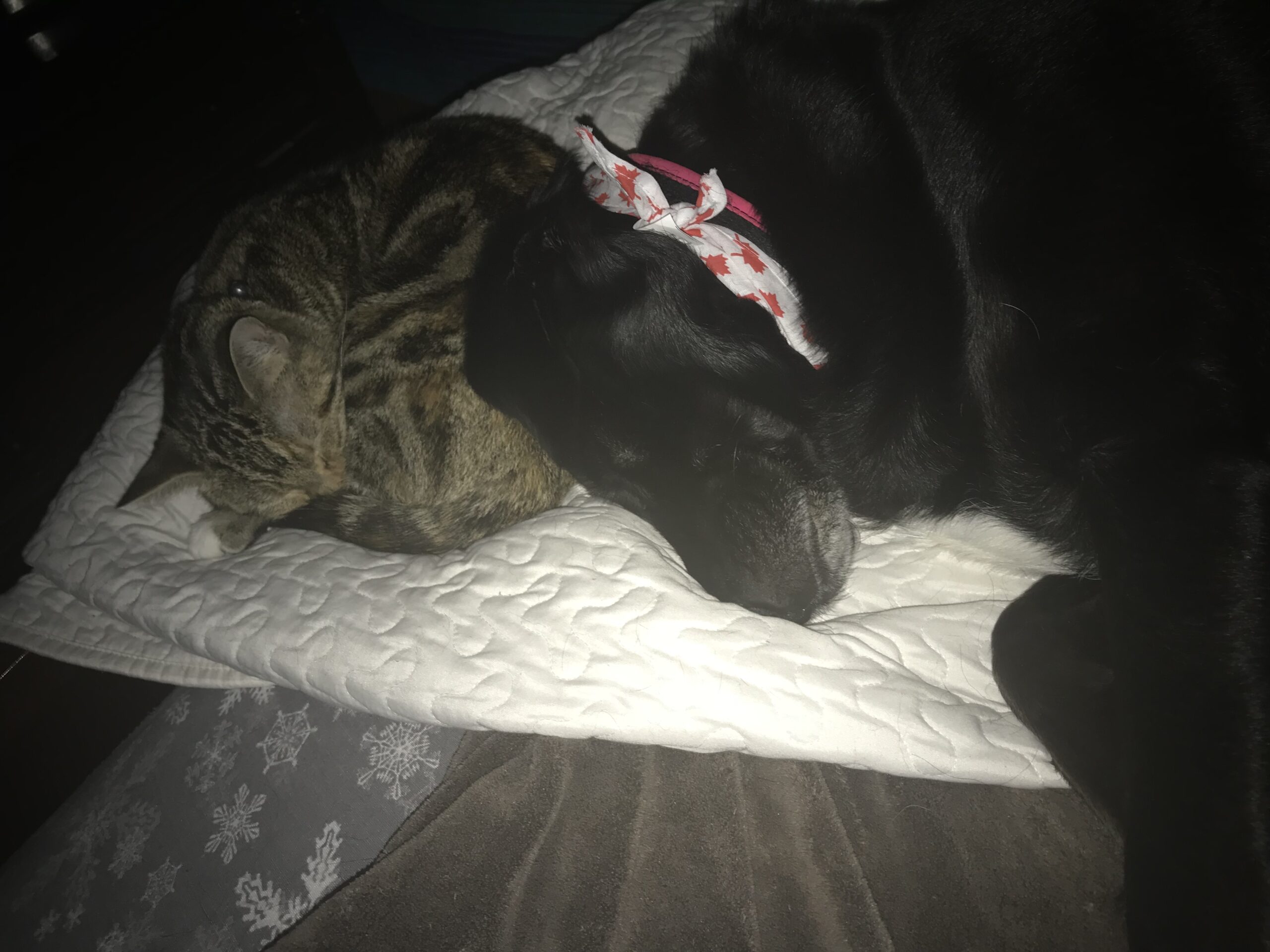 Main Gallery Display