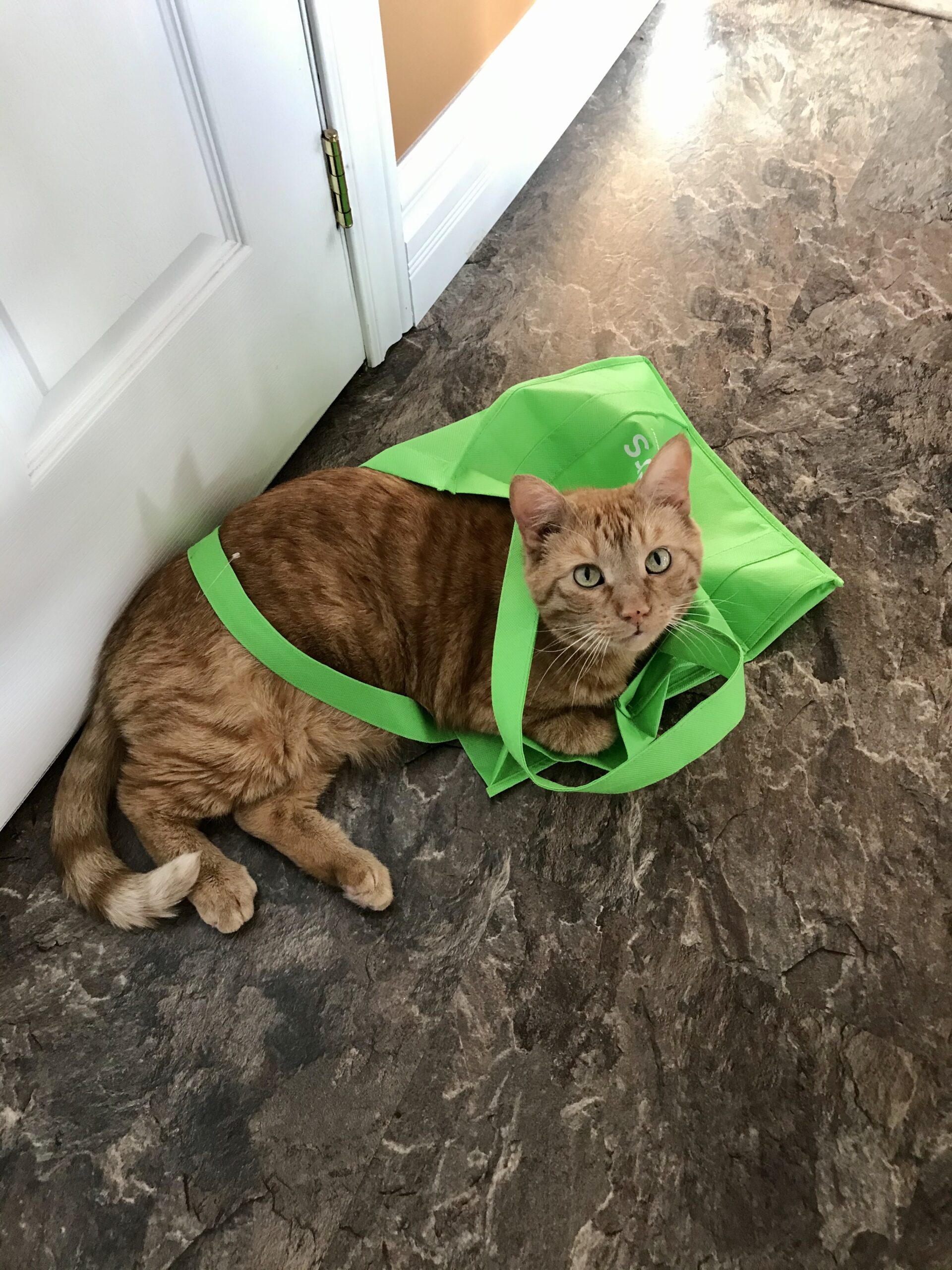 Main Gallery Display