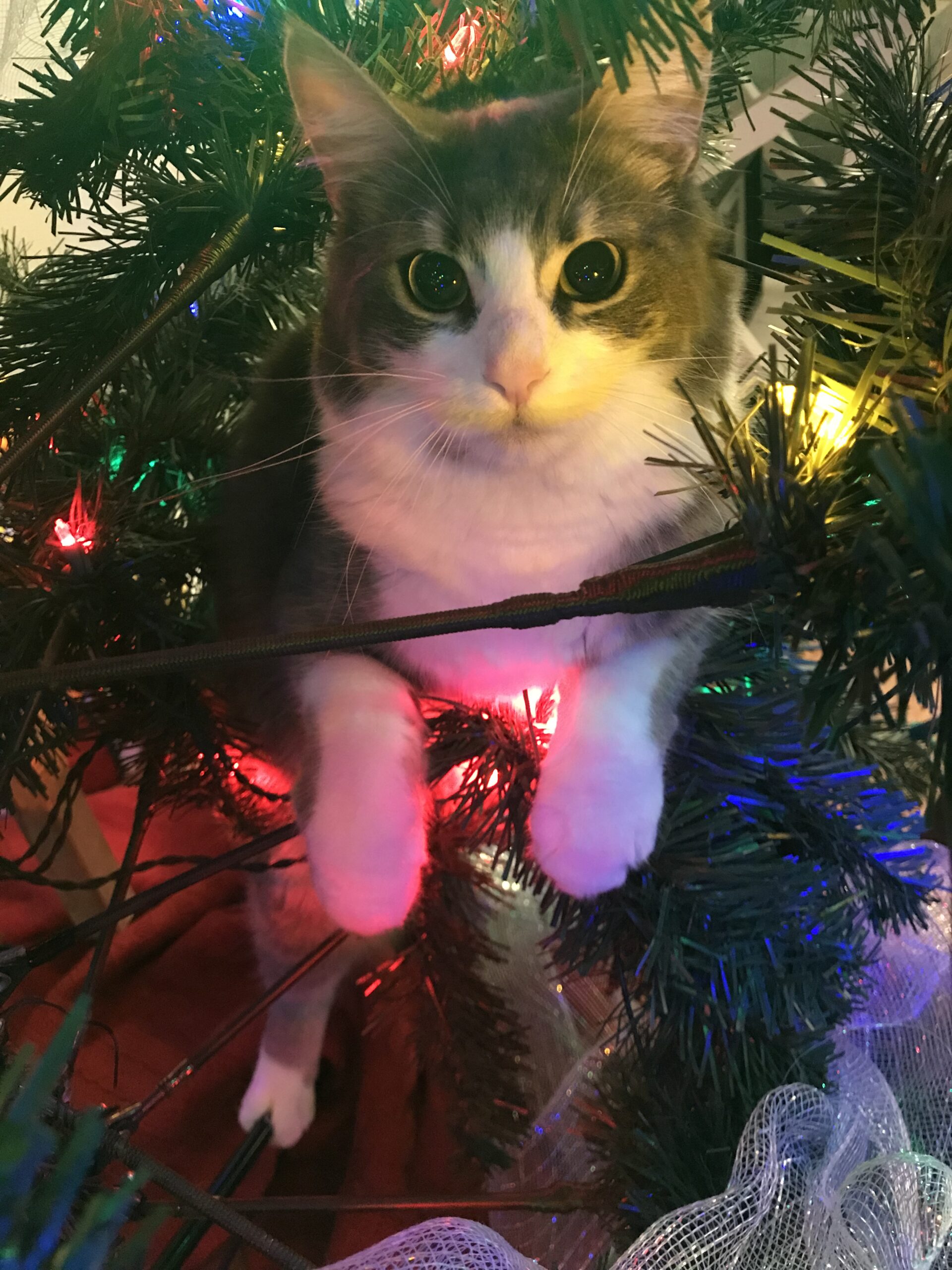 Main Gallery Display