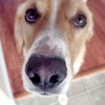Thumbnail Preview