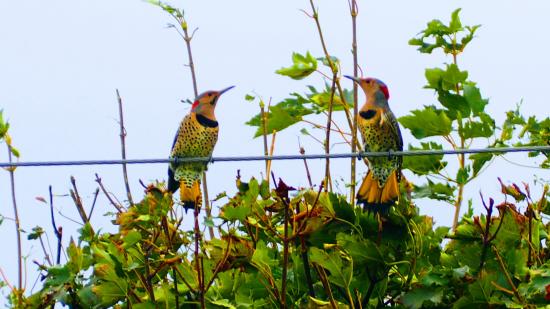 Main Gallery Display