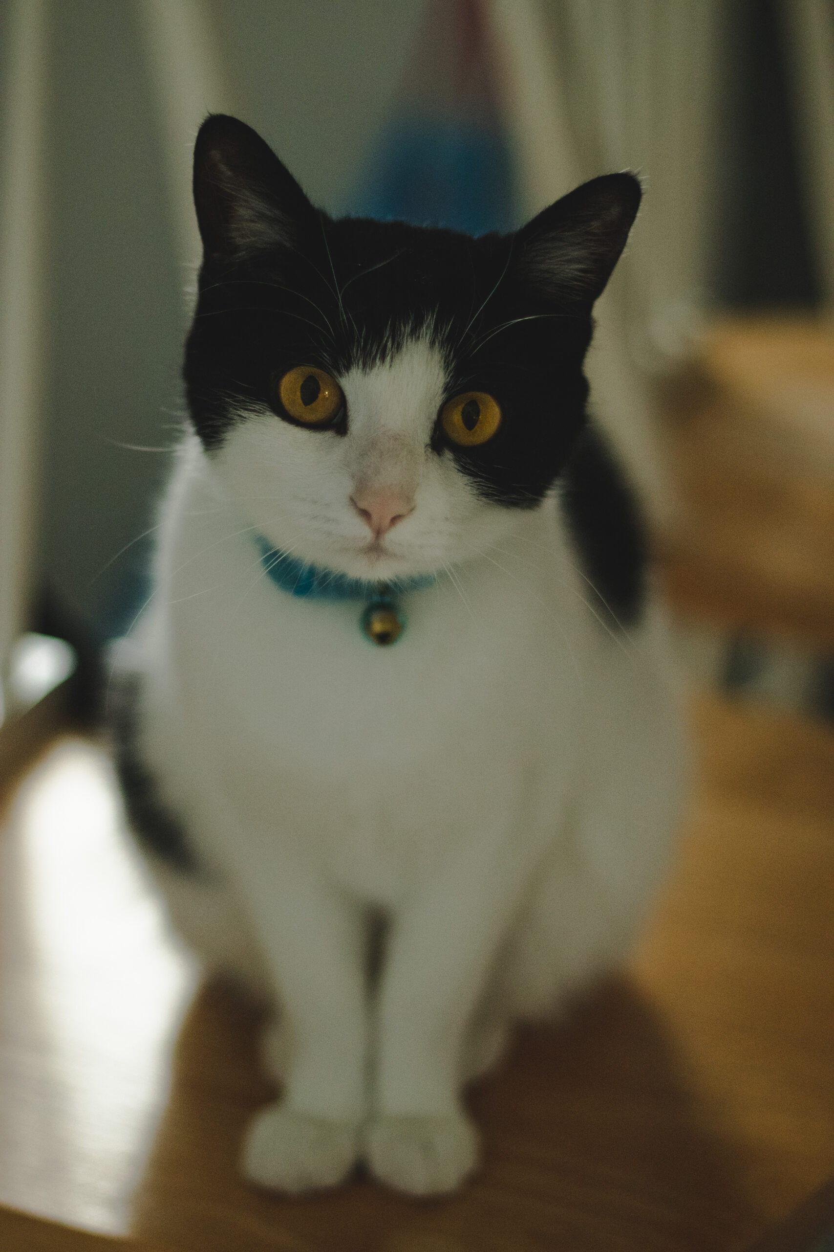 Main Gallery Display