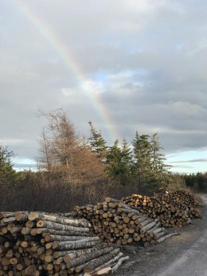 Main Gallery Display