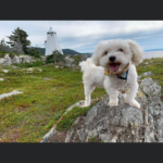 Thumbnail Preview