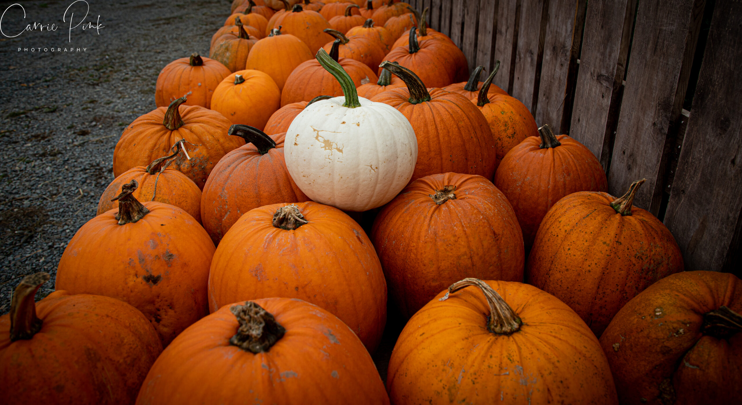 Main Gallery Display