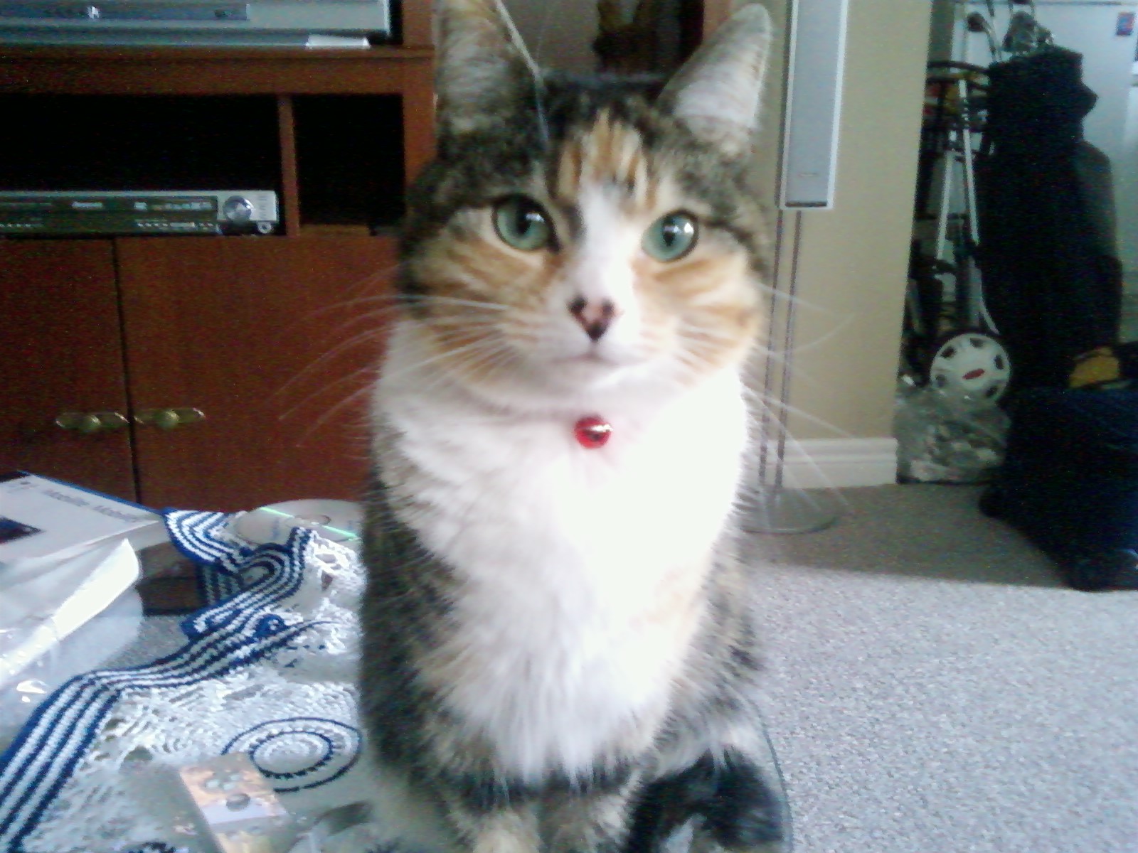 Main Gallery Display