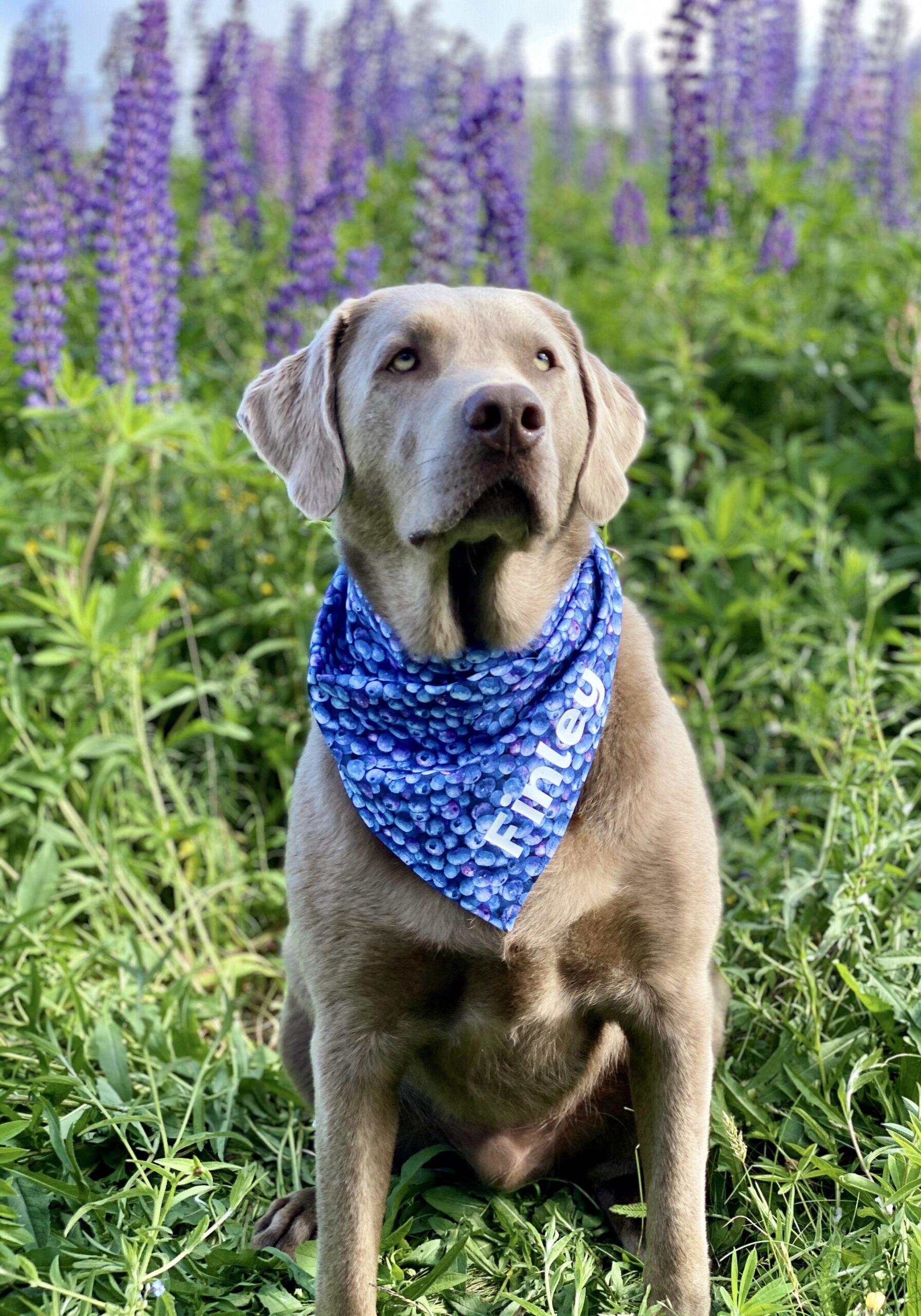 Main Gallery Display