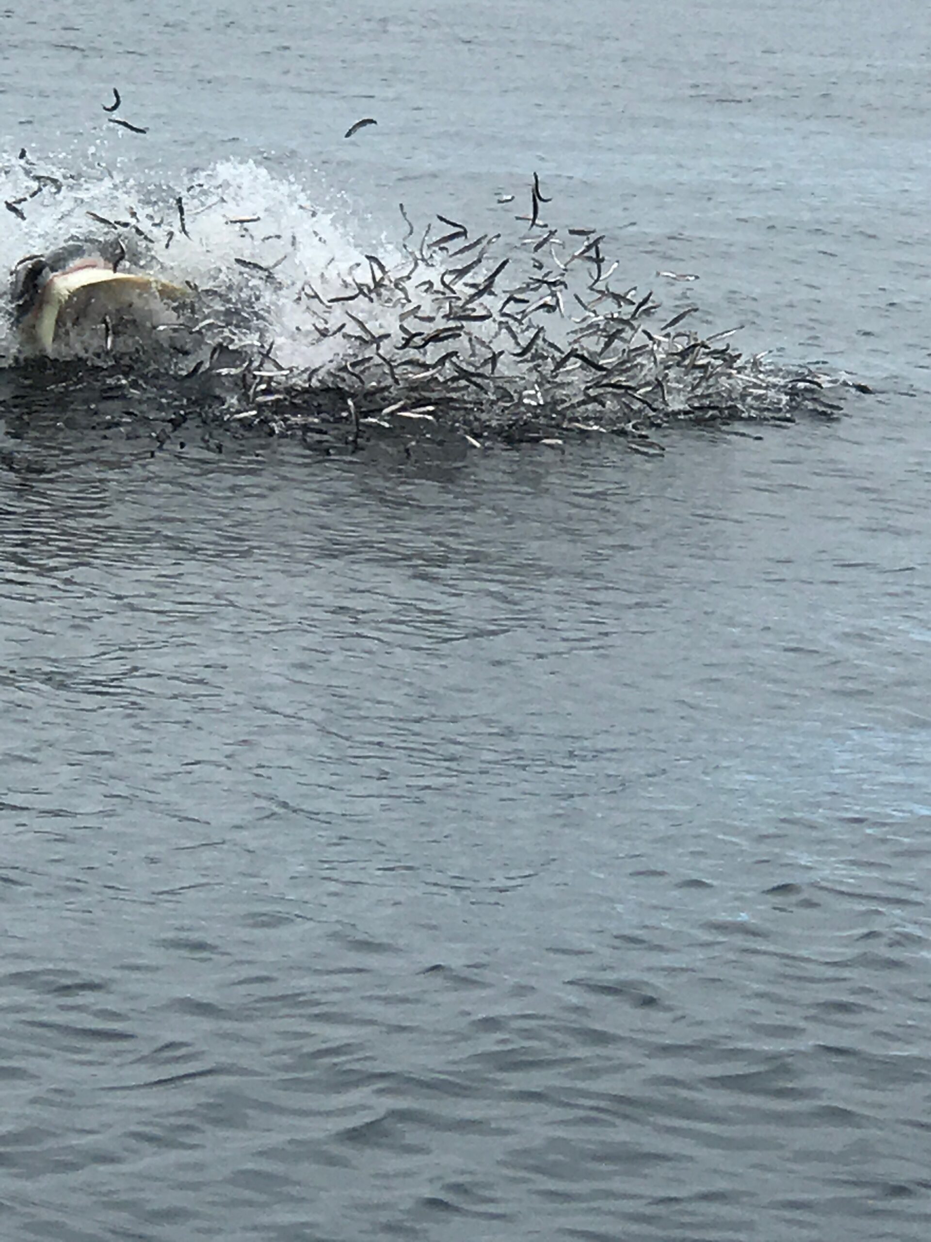 Main Gallery Display