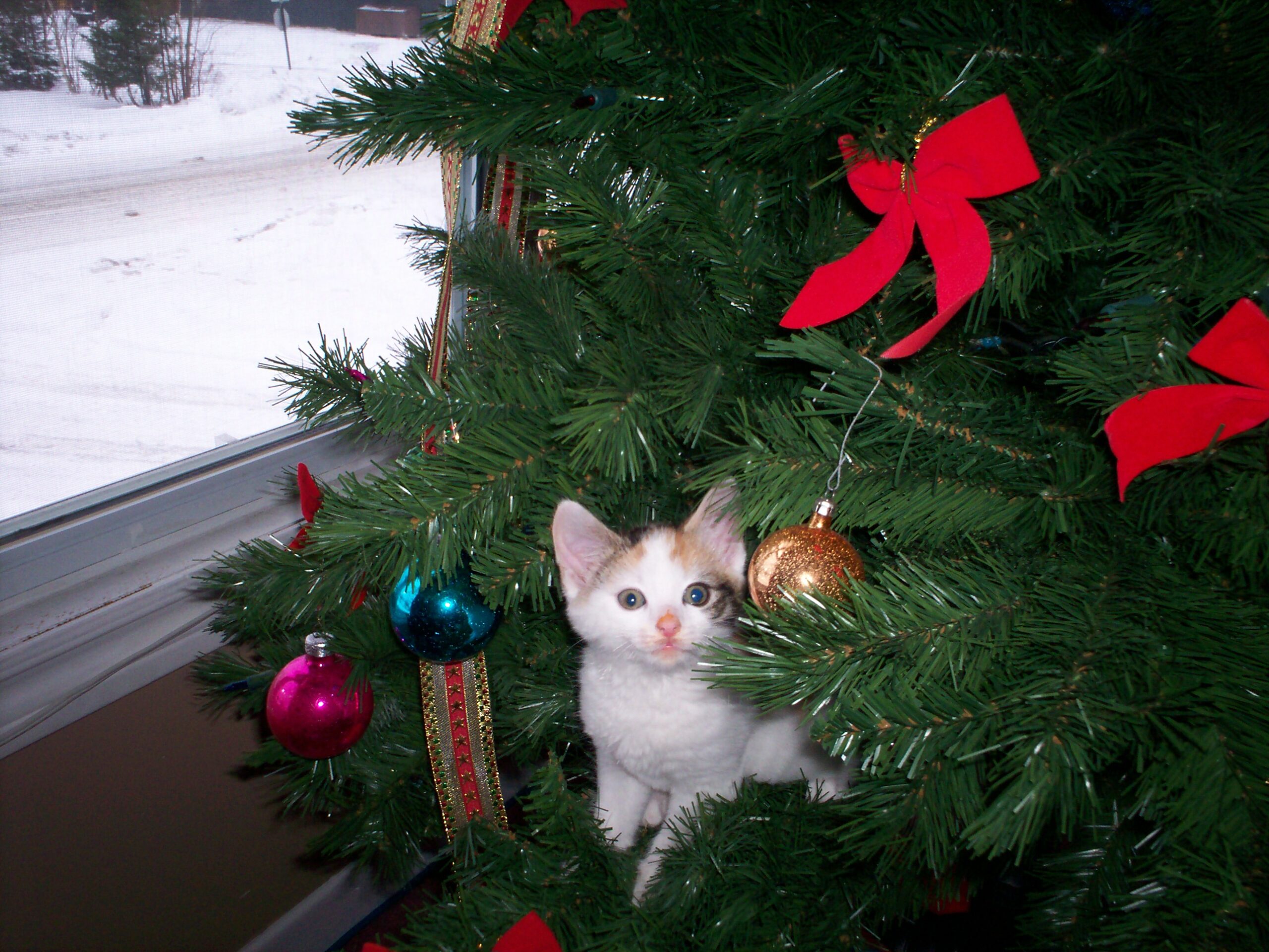 Main Gallery Display