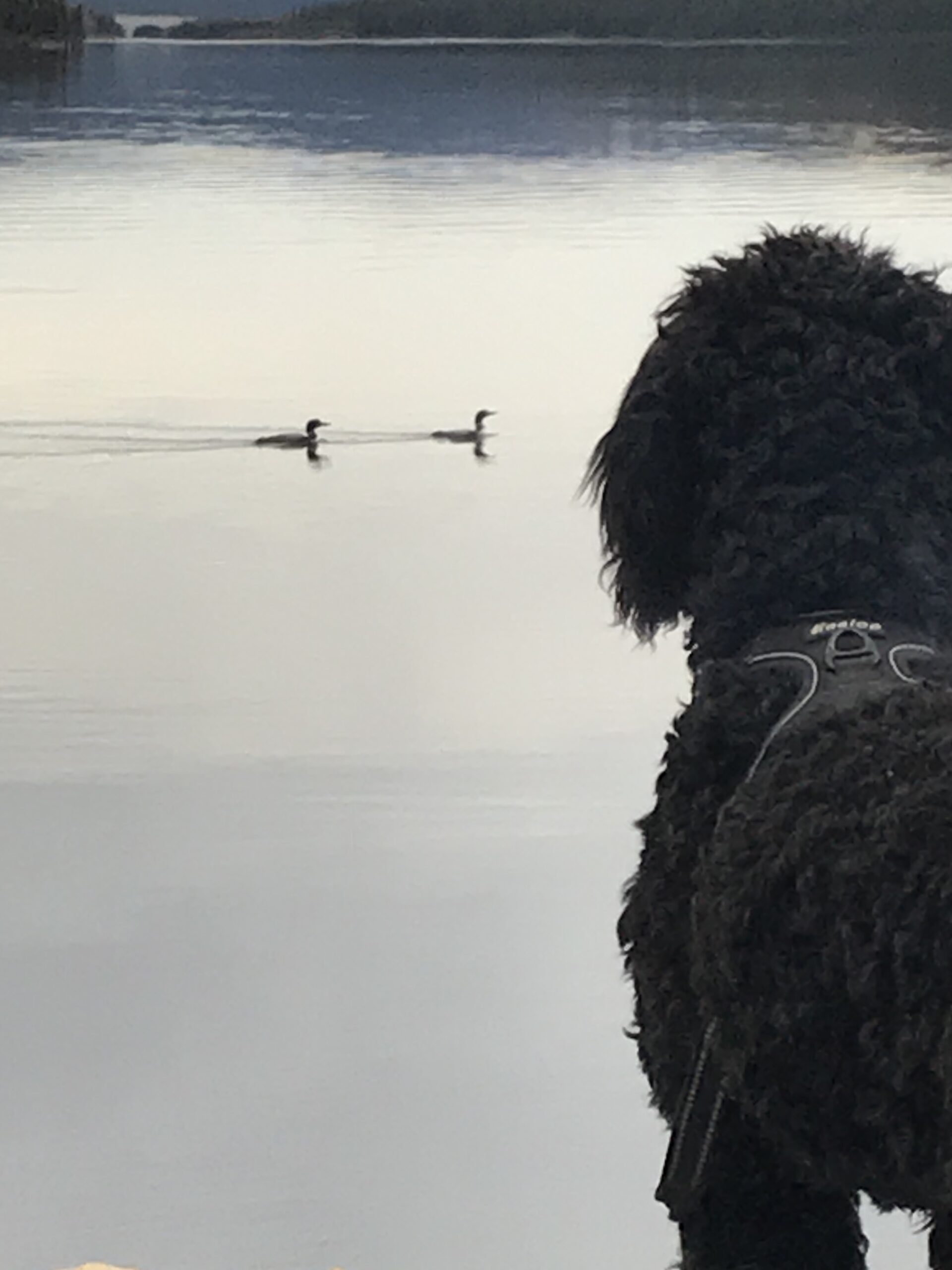 Main Gallery Display