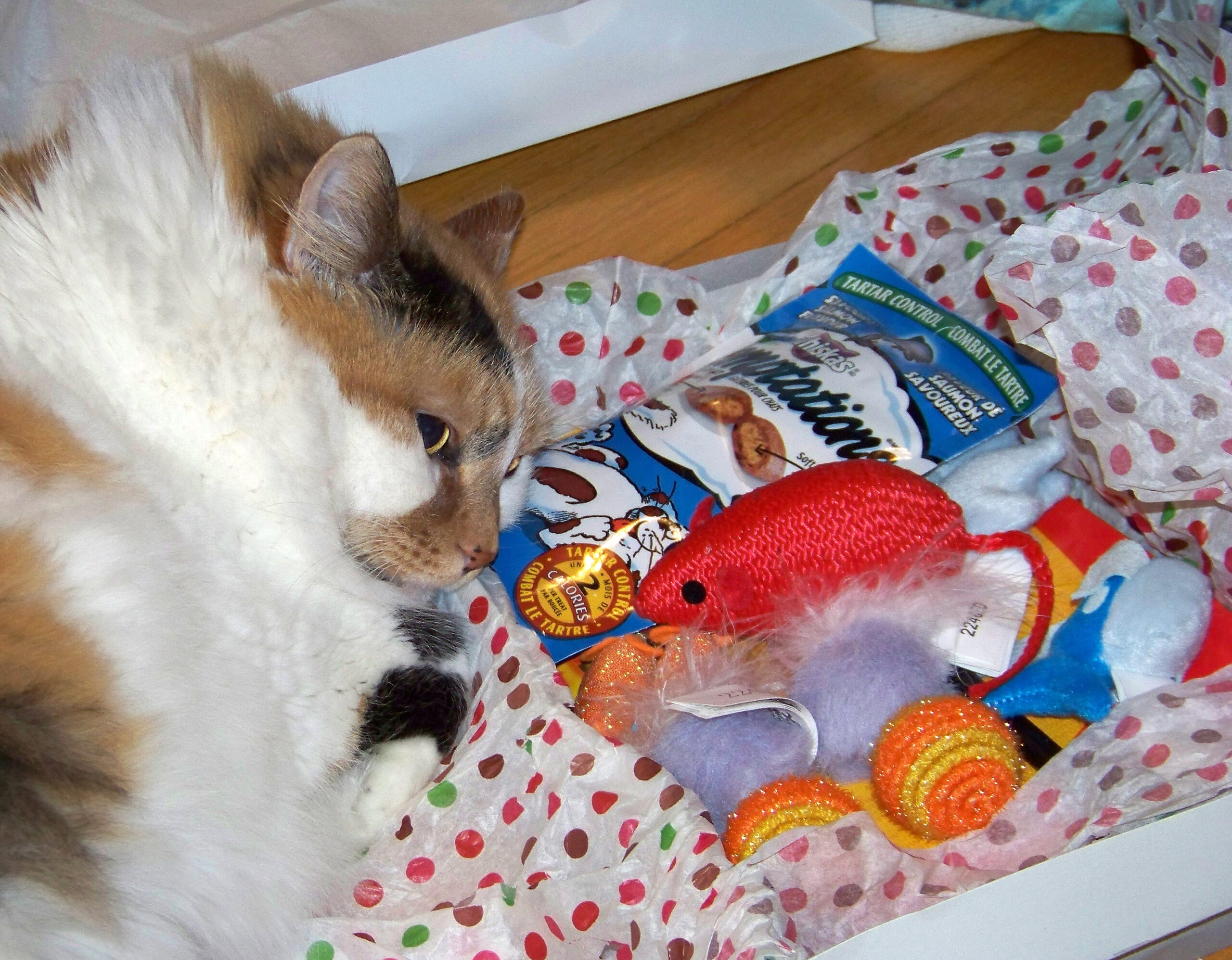 Main Gallery Display