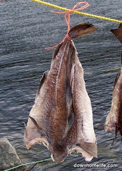 Main Gallery Display