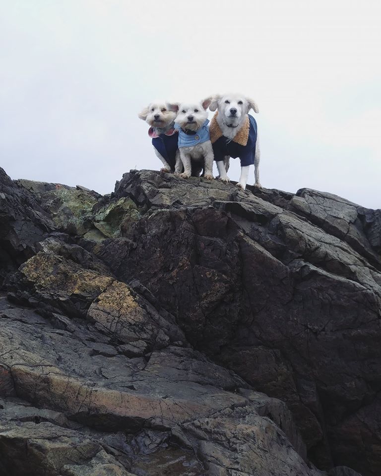 Mountain Dogs - Downhome Magazine