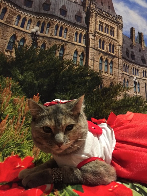 Main Gallery Display