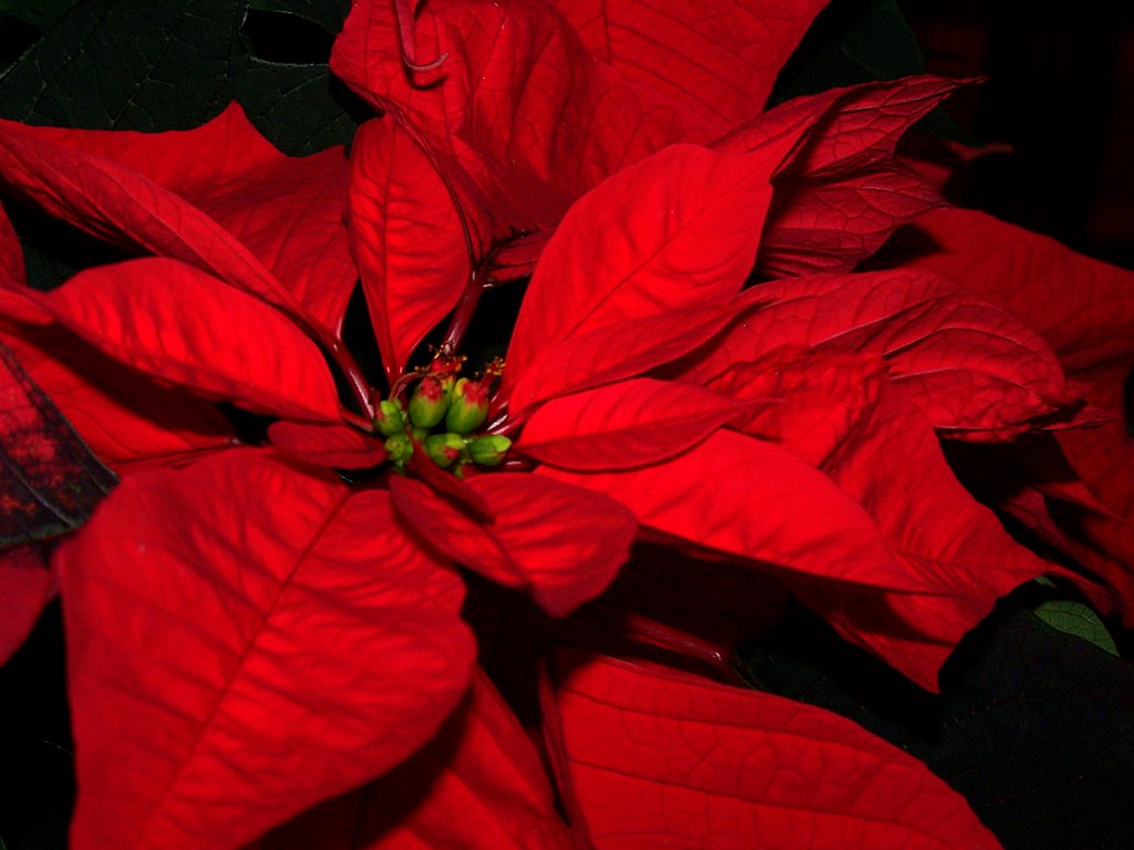 Main Gallery Display
