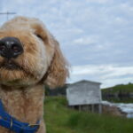 Thumbnail Preview