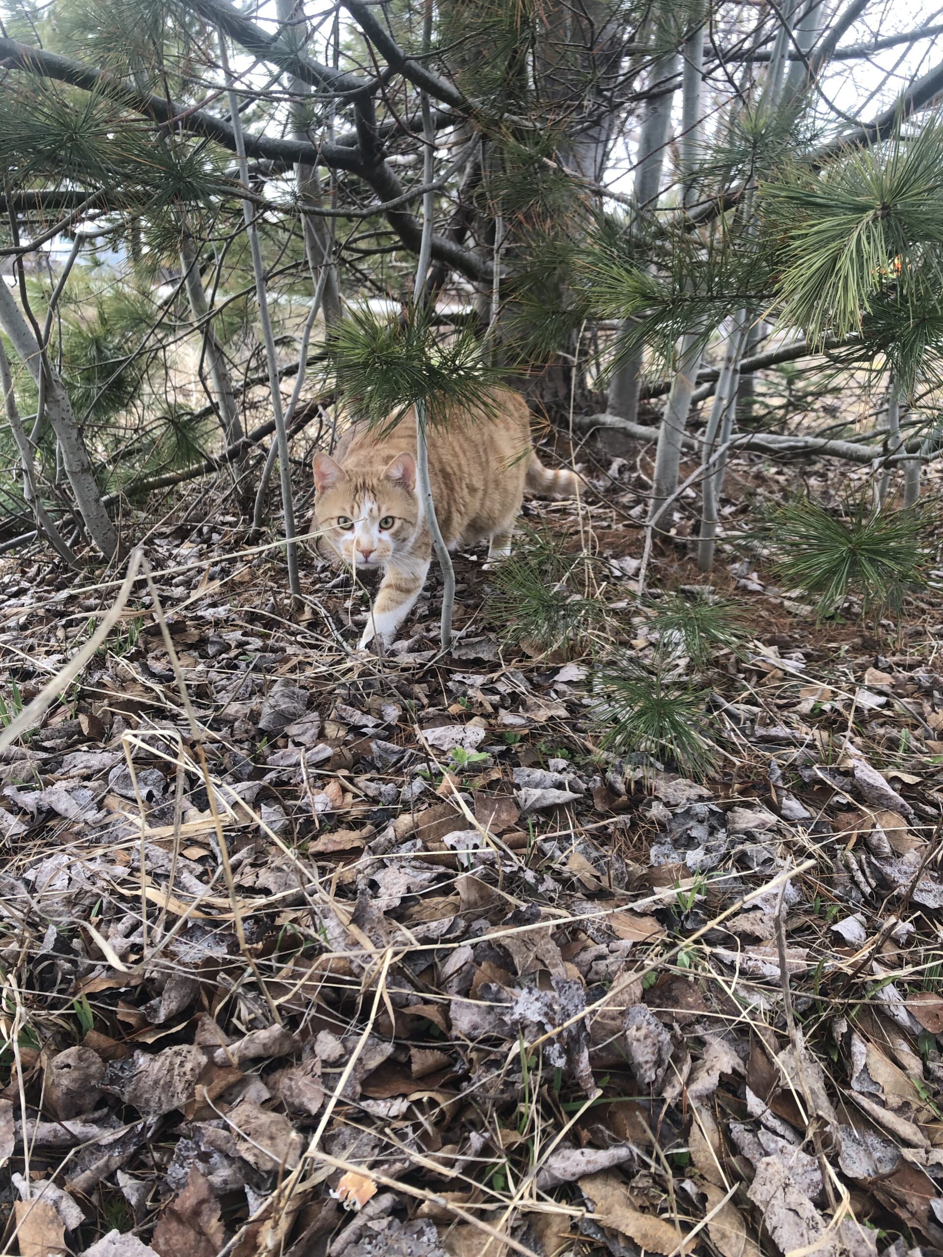 Main Gallery Display