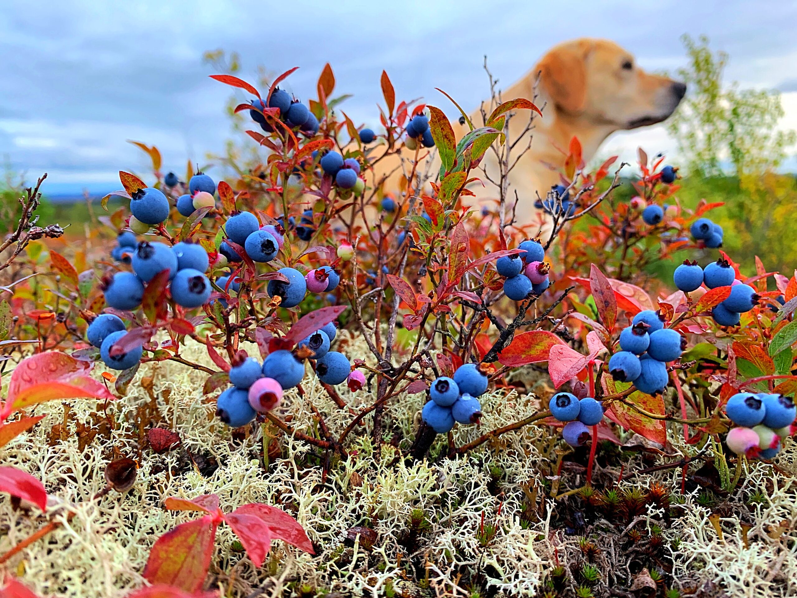 Main Gallery Display