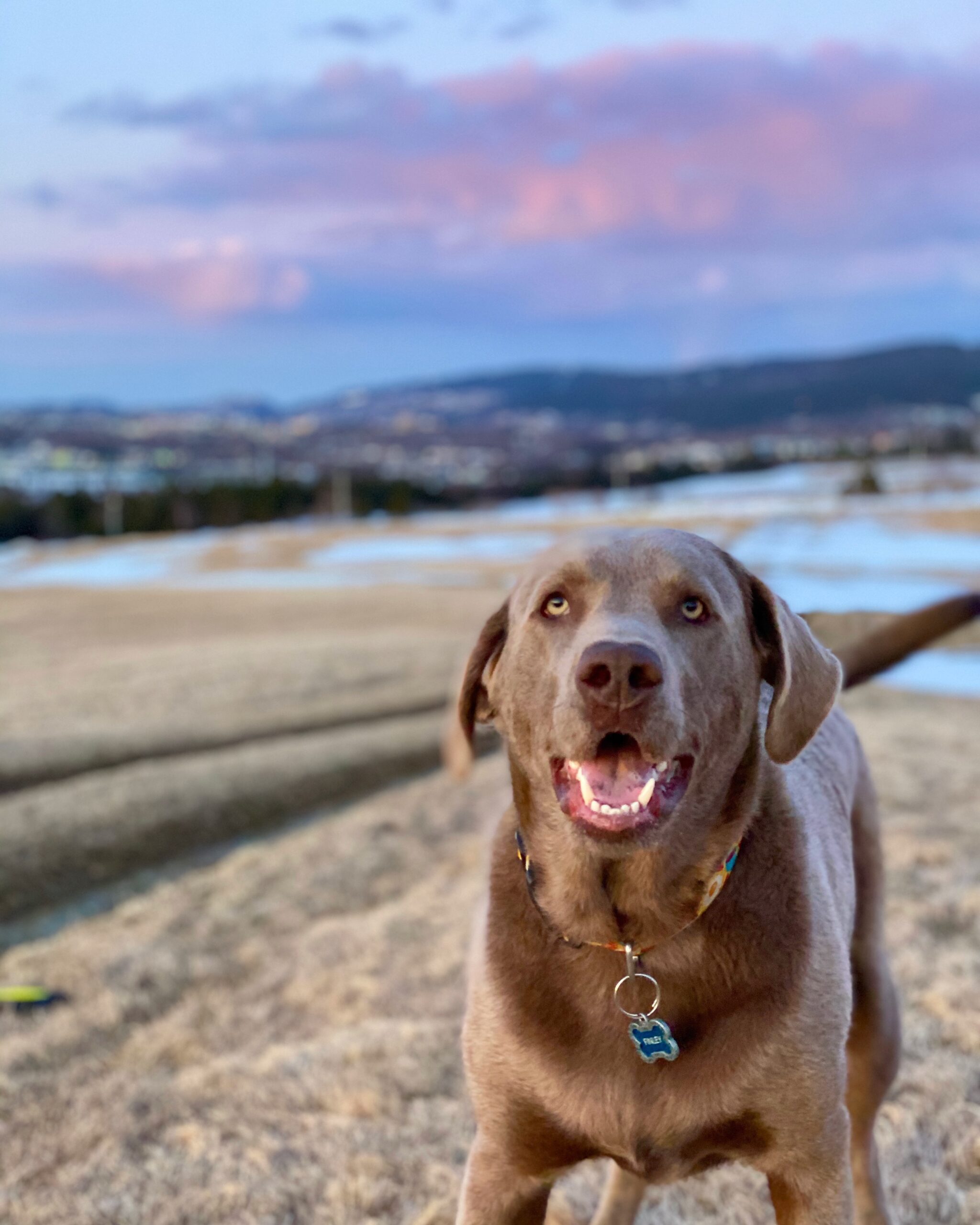 Main Gallery Display