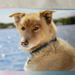 Thumbnail Preview