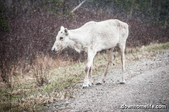 Main Gallery Display