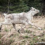 Thumbnail Preview