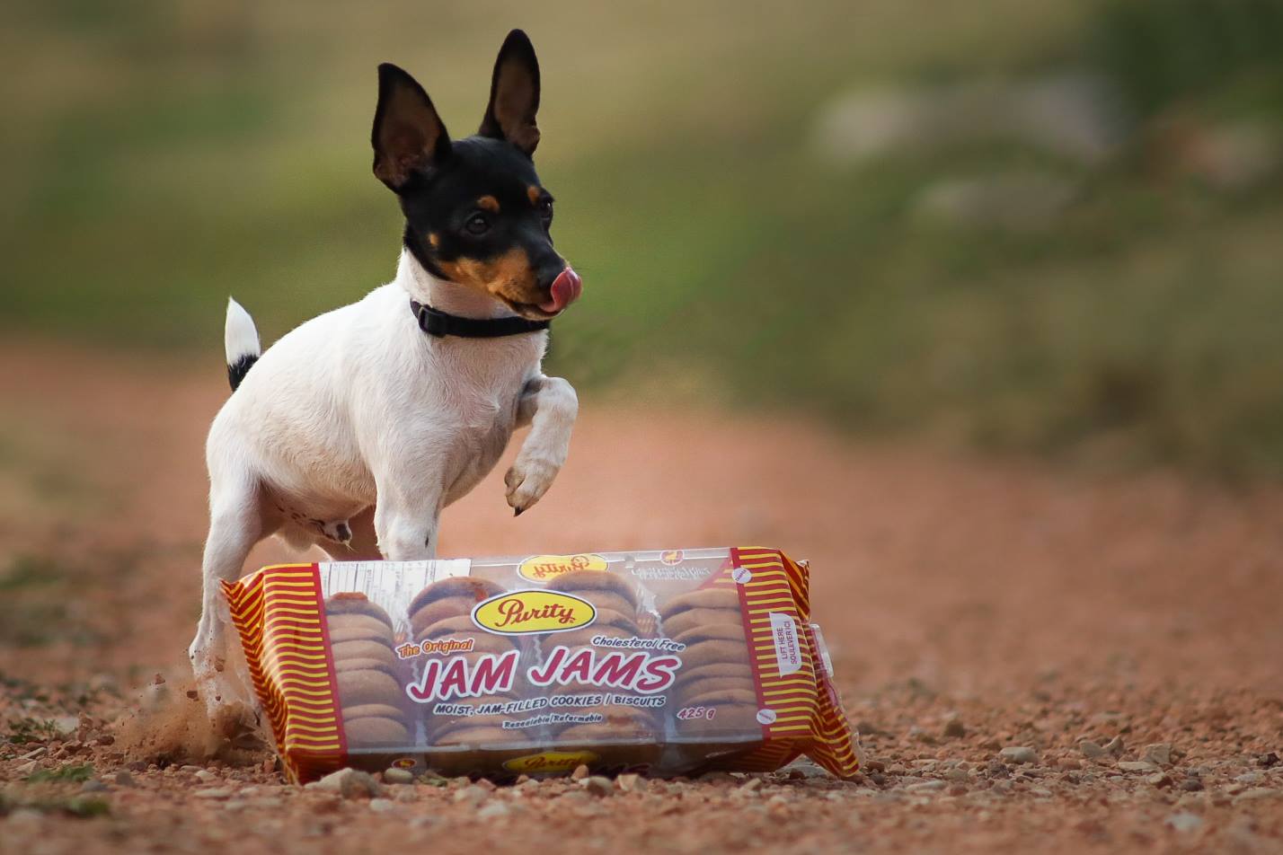 Main Gallery Display