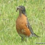 Thumbnail Preview