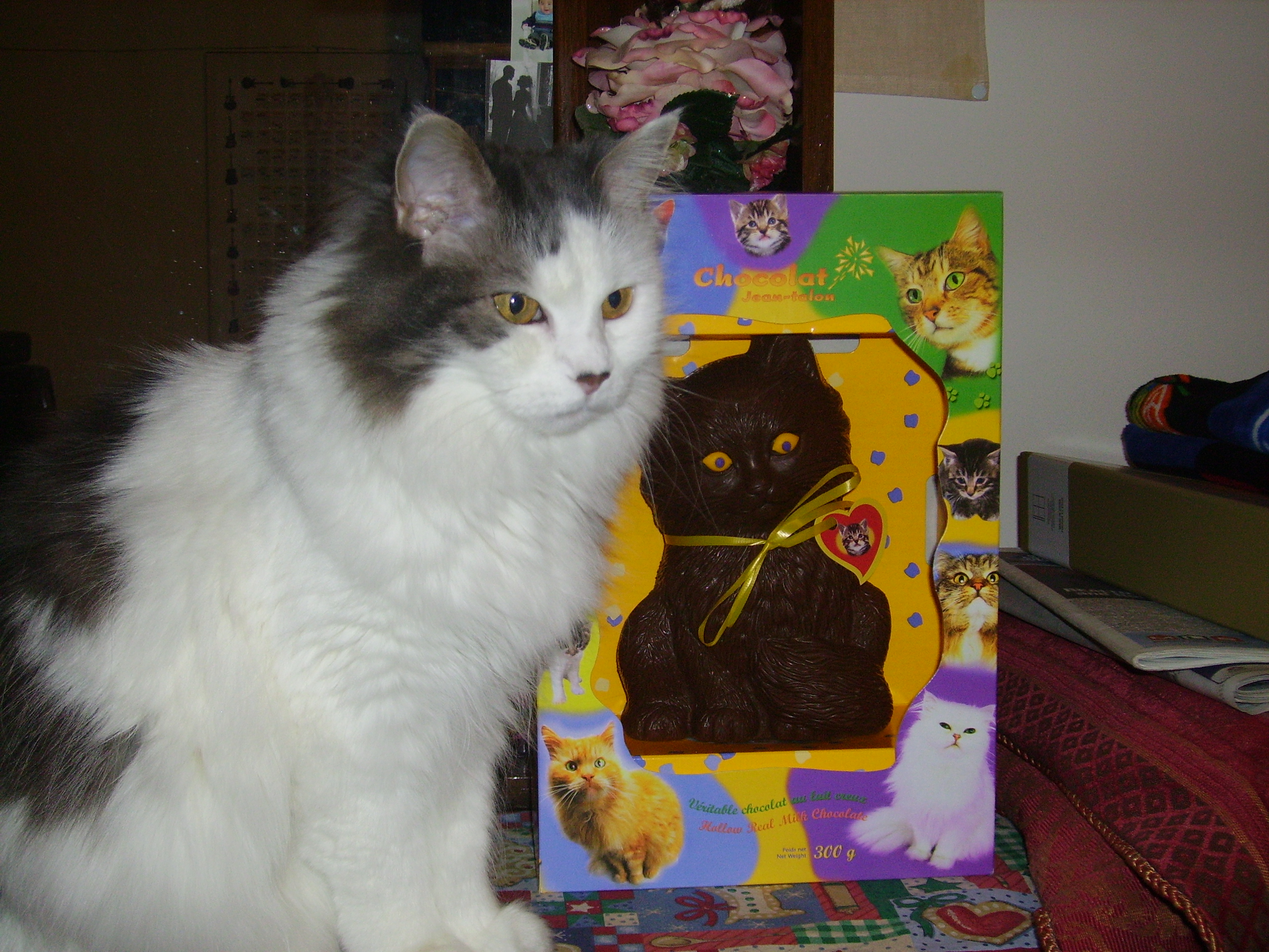 Main Gallery Display