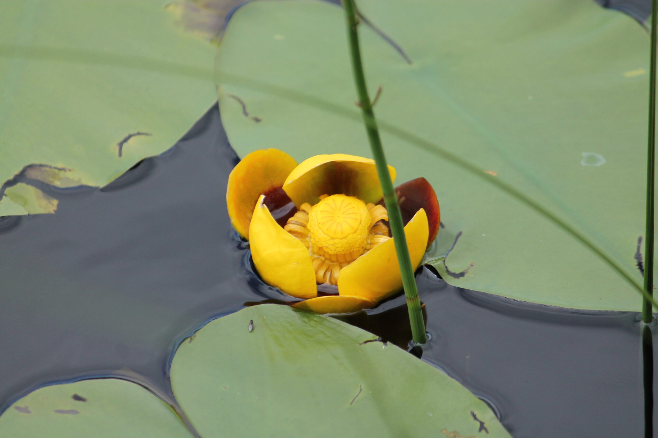 Main Gallery Display