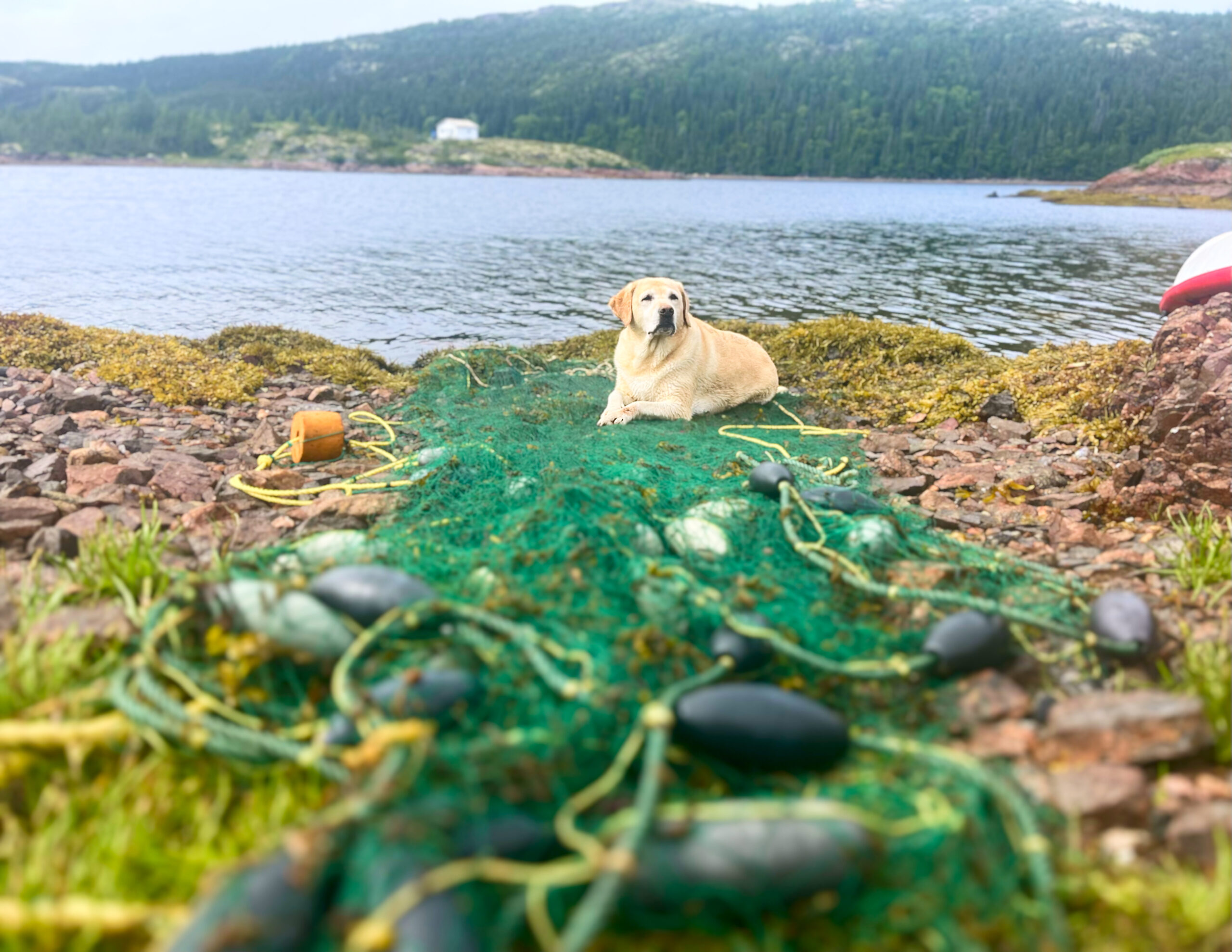 Main Gallery Display