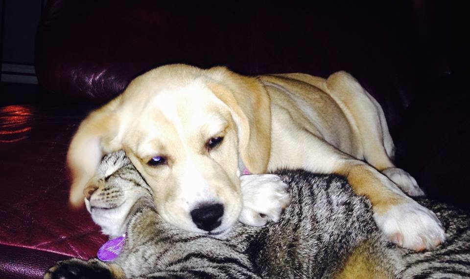 Main Gallery Display