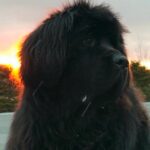 Thumbnail Preview