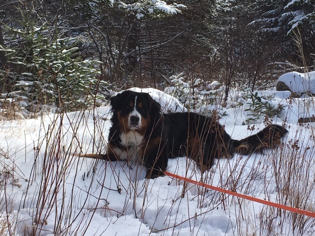 Main Gallery Display