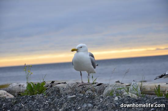 Main Gallery Display