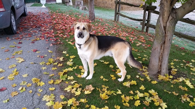 Main Gallery Display