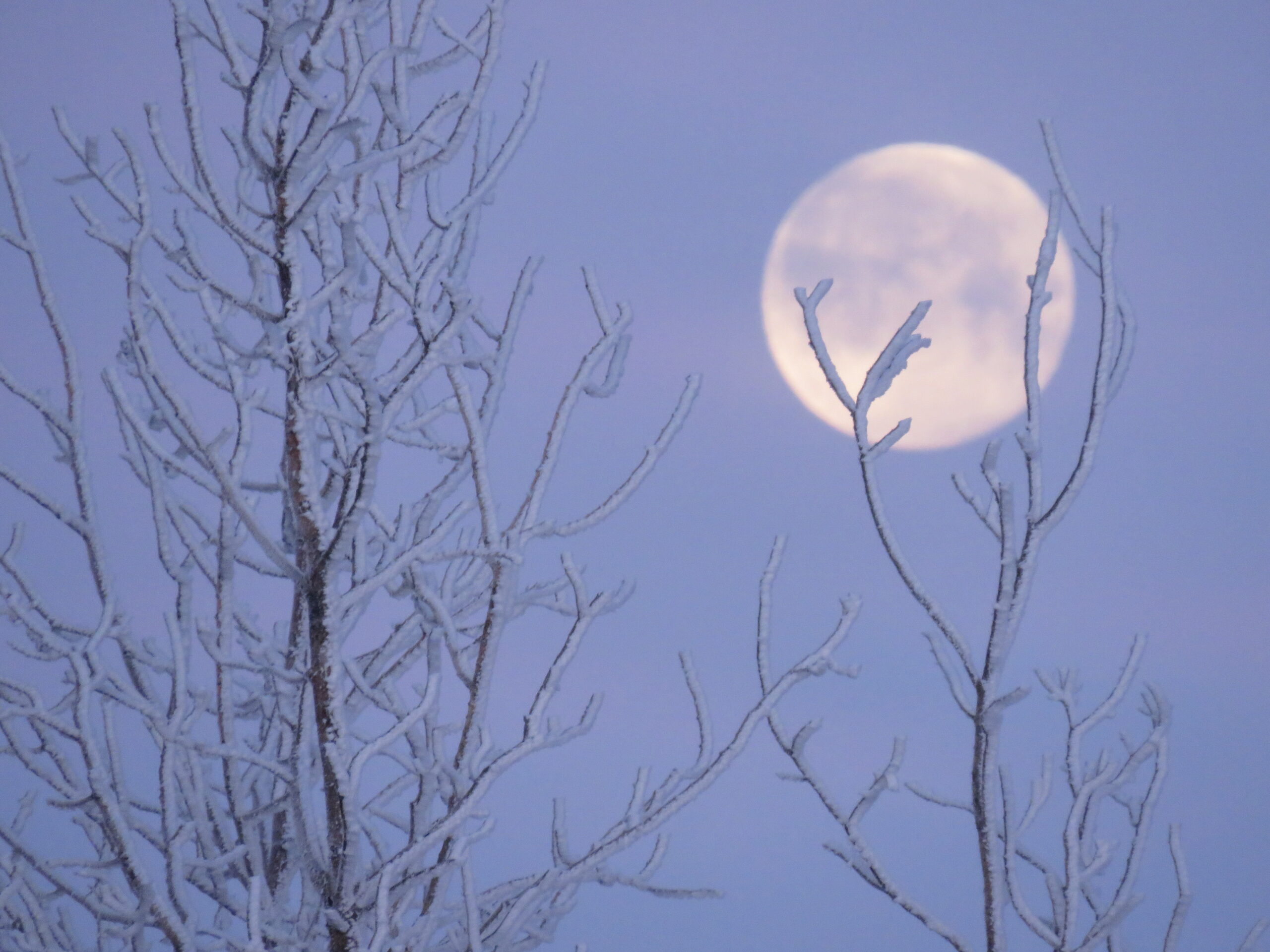 Main Gallery Display