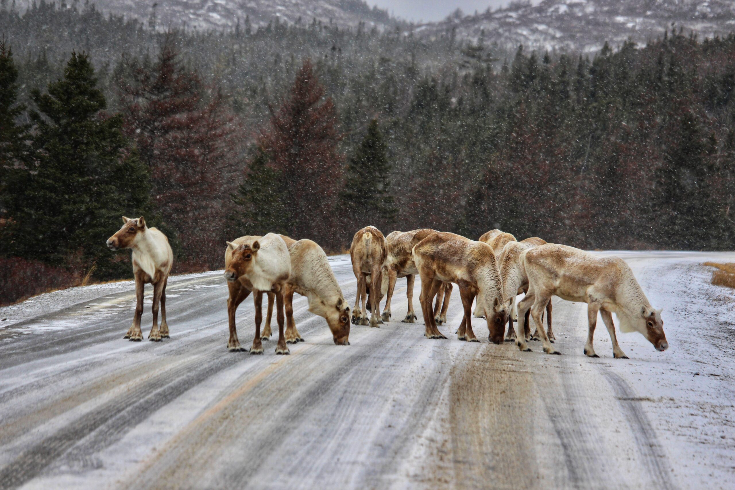 Main Gallery Display