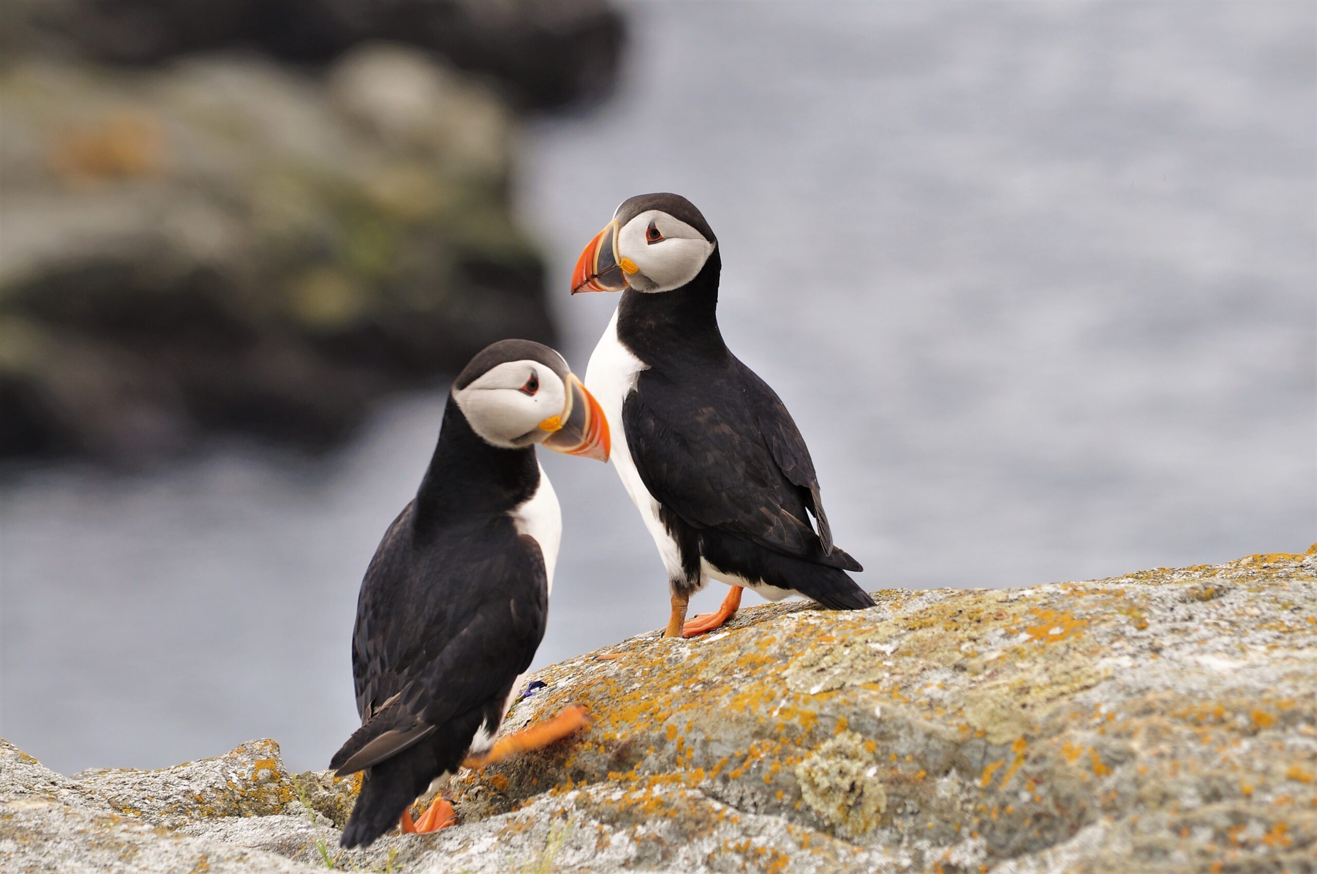Main Gallery Display