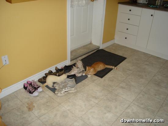 Main Gallery Display