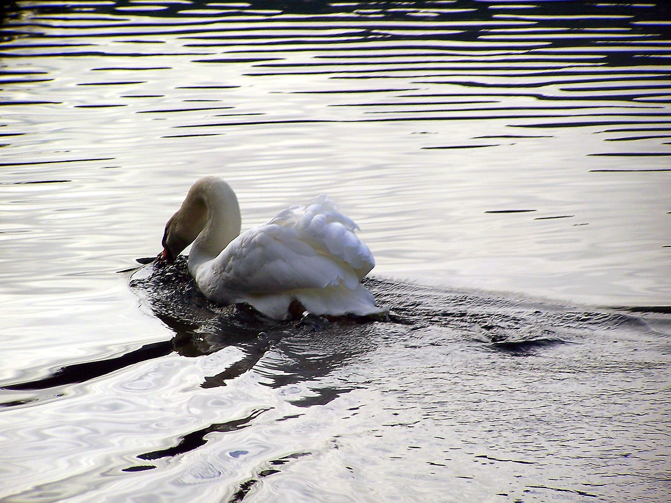 Main Gallery Display