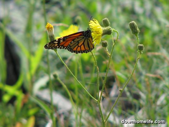 Main Gallery Display