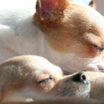 Thumbnail Preview