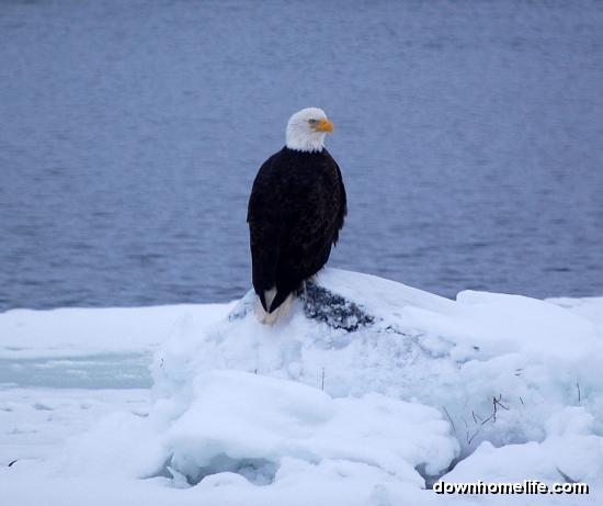 Bald Eagle - Downhome Magazine