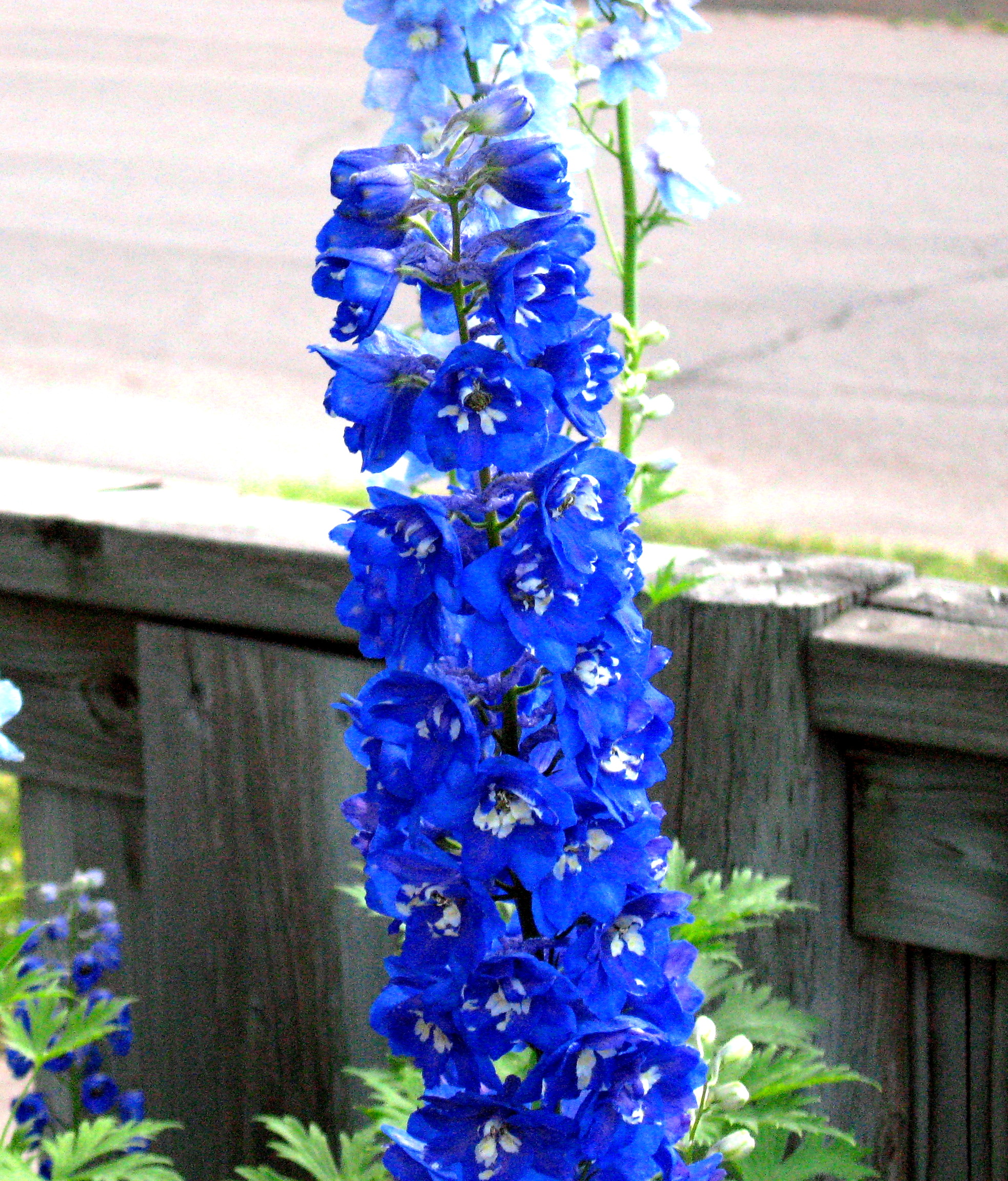 Main Gallery Display