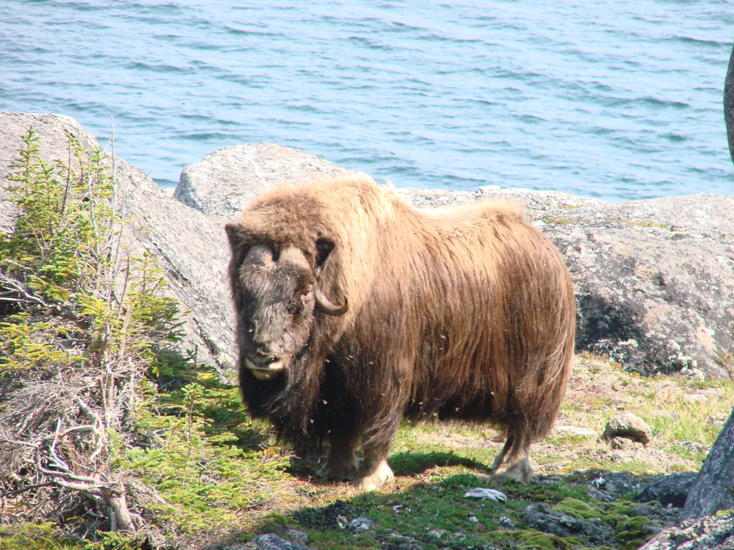 Labrador Inland Muskox Island, Anaktalak Bay, Labrador - Downhome Magazine