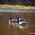 Thumbnail Preview