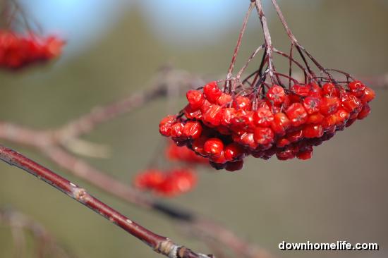 Frozen Diet For Sub-Adult Birds preview