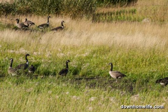 Main Gallery Display