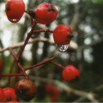 Thumbnail Preview
